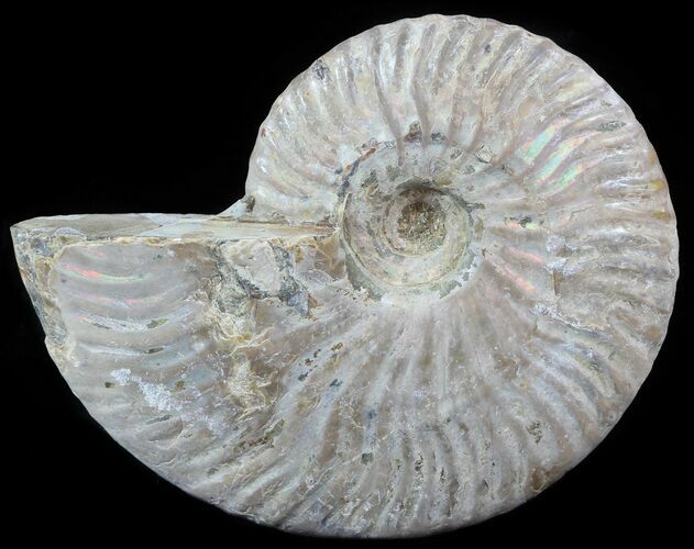 Silver Iridescent Ammonite - Madagascar #51510